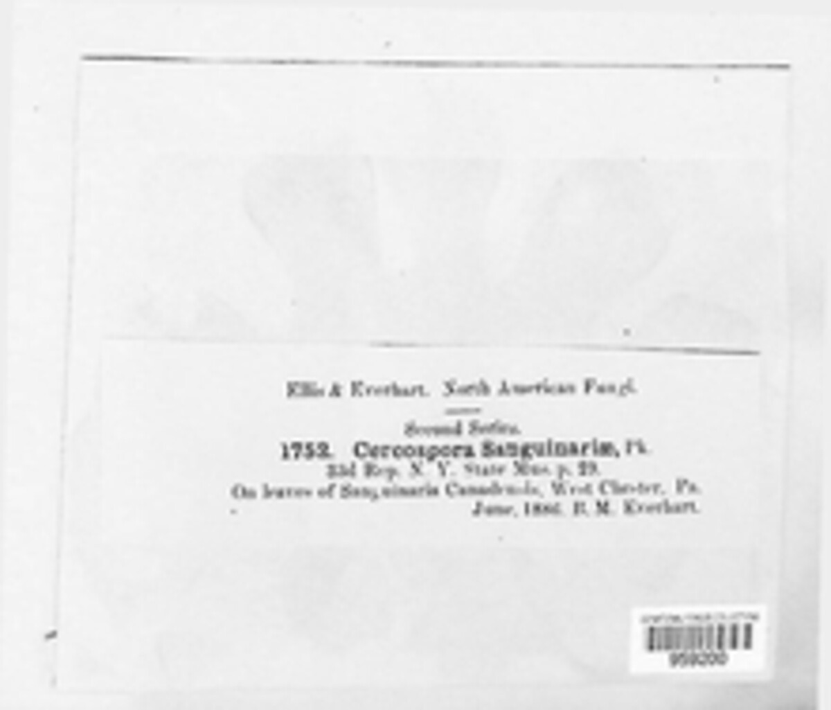 Cercospora sanguinariae image